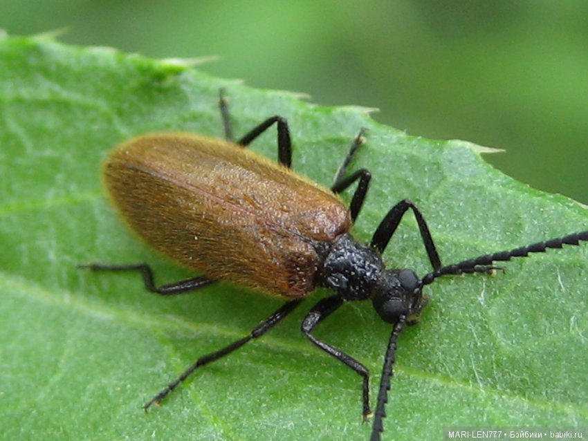 Фенечка и ее любимая подружка! Часть 3 - продолжение следует