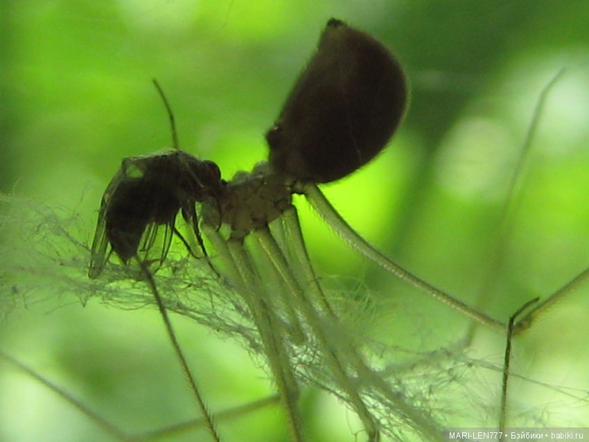 Фенечка и ее любимая подружка! Часть 3 - продолжение следует