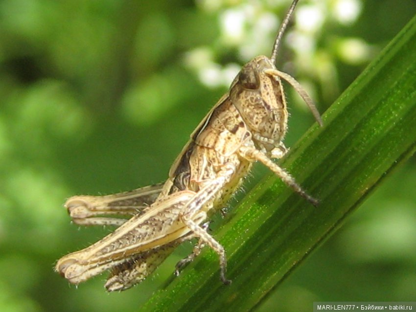 Фенечка и ее любимая подружка! Часть 3 - продолжение следует