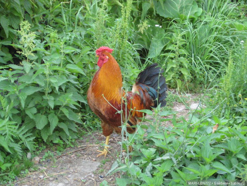 Фенечка и ее любимая подружка! Часть 3 - продолжение следует