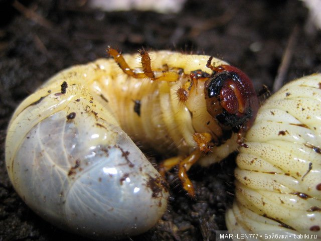 Фенечка и ее любимая подружка! Часть 2 - продолжение истории
