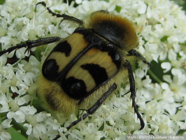 Фенечка и ее любимая подружка! Часть 3 - продолжение следует