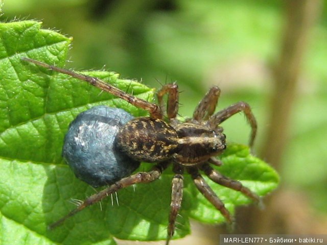 Фенечка и ее любимая подружка! Часть 2 - продолжение истории