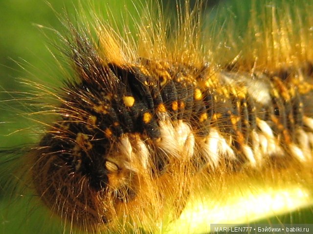 Фенечка и ее любимая подружка! Часть 3 - продолжение следует