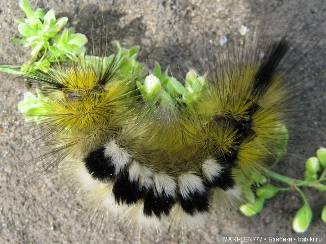 Фенечка и ее любимая подружка! Часть 2 - продолжение истории