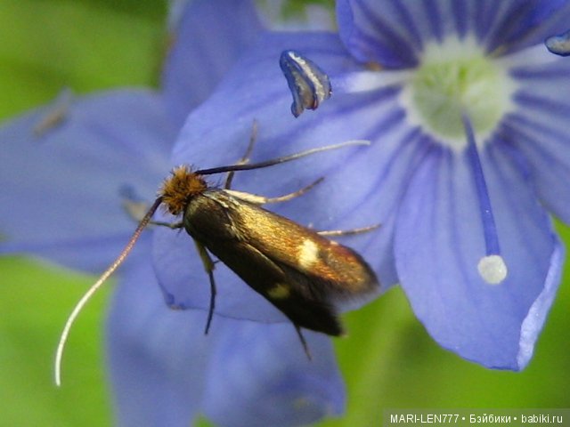 Фенечка и ее любимая подружка! Часть 3 - продолжение следует