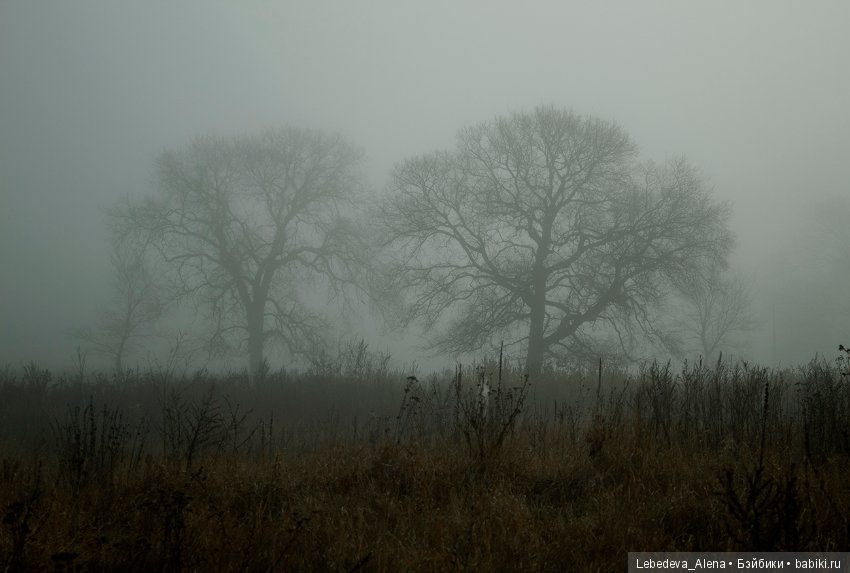 Туманным октябрьским утром (фото 6)
