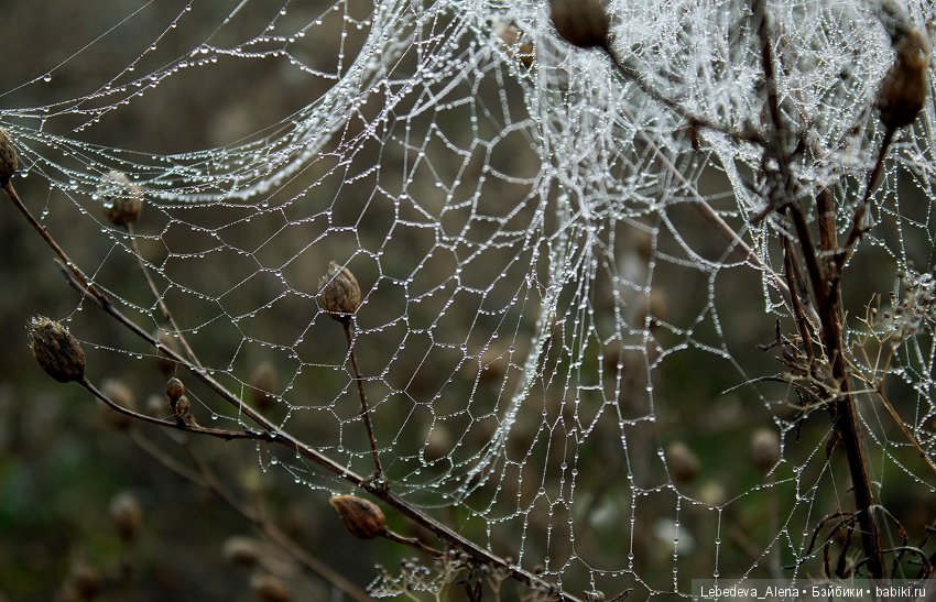 Туманным октябрьским утром (фото 4)