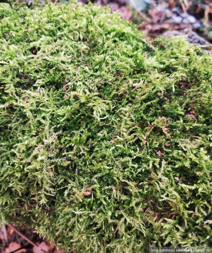 Марфушка - собралась в лес, за зайцами (фото 4)