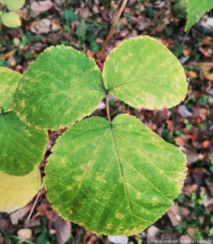 Марфушка - собралась в лес, за зайцами (фото 5)