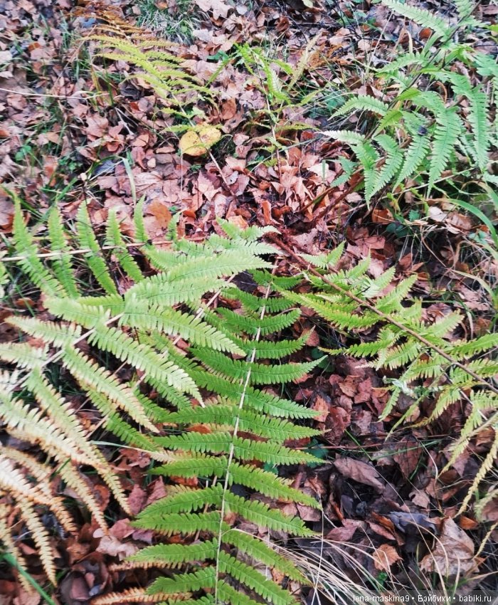 Марфушка - собралась в лес, за зайцами