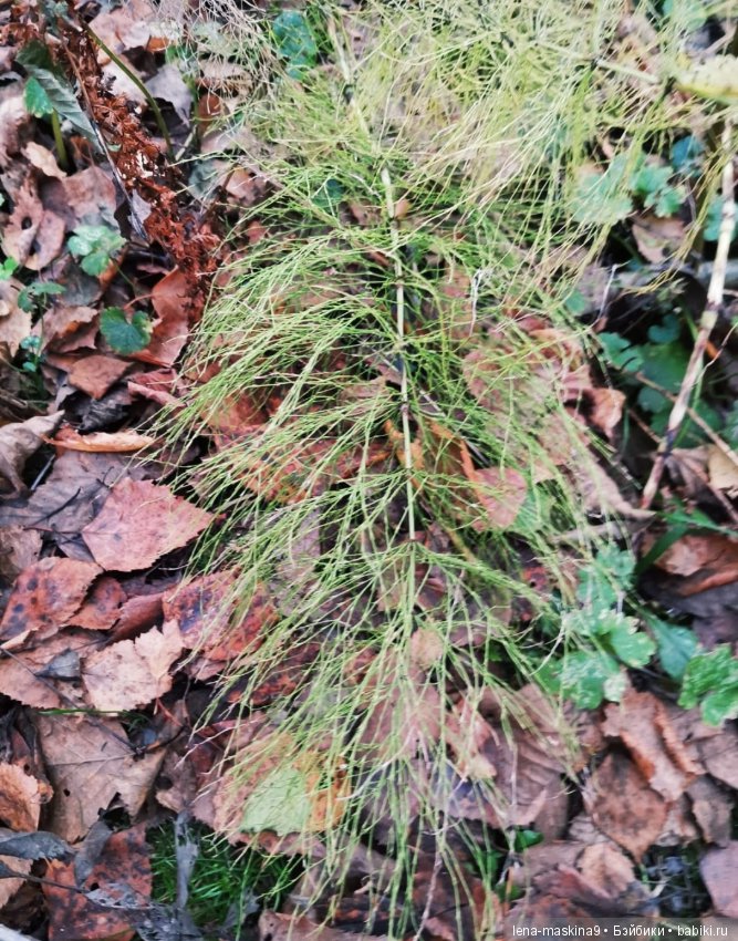 Марфушка - собралась в лес, за зайцами