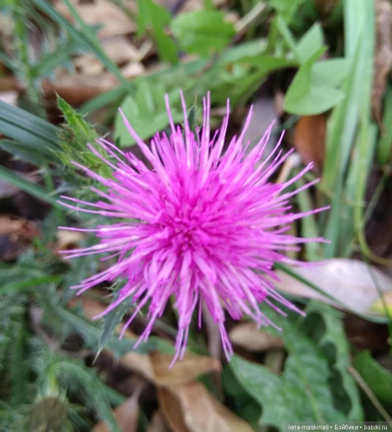 Марфушка - собралась в лес, за зайцами