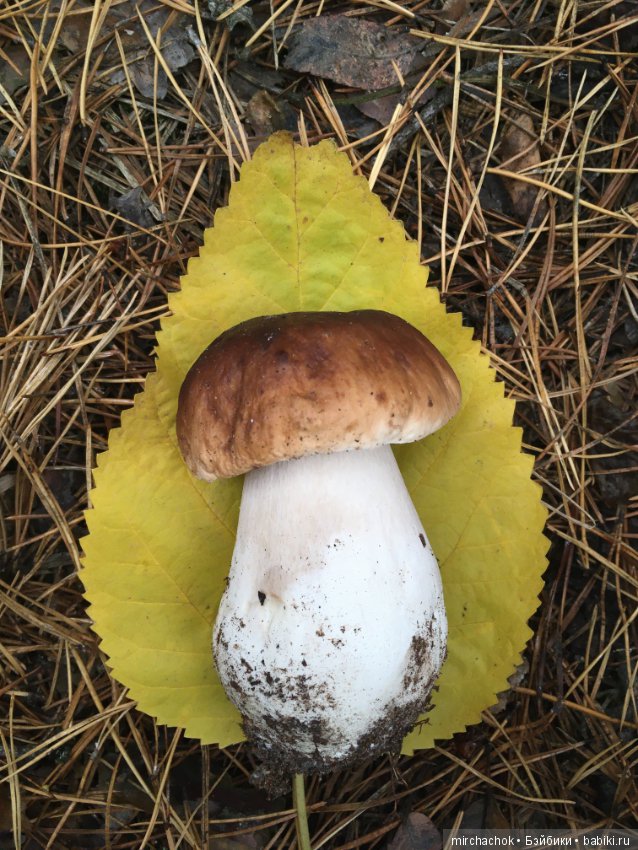 Данькина грибалка — Куклы D'Anton Jos (Д'Антон Джос): характерные (фото 2)