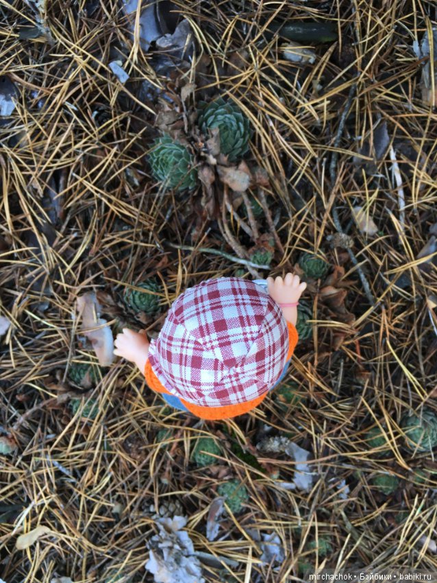 Ноябрьский тёплый день в лесу (фото 3)