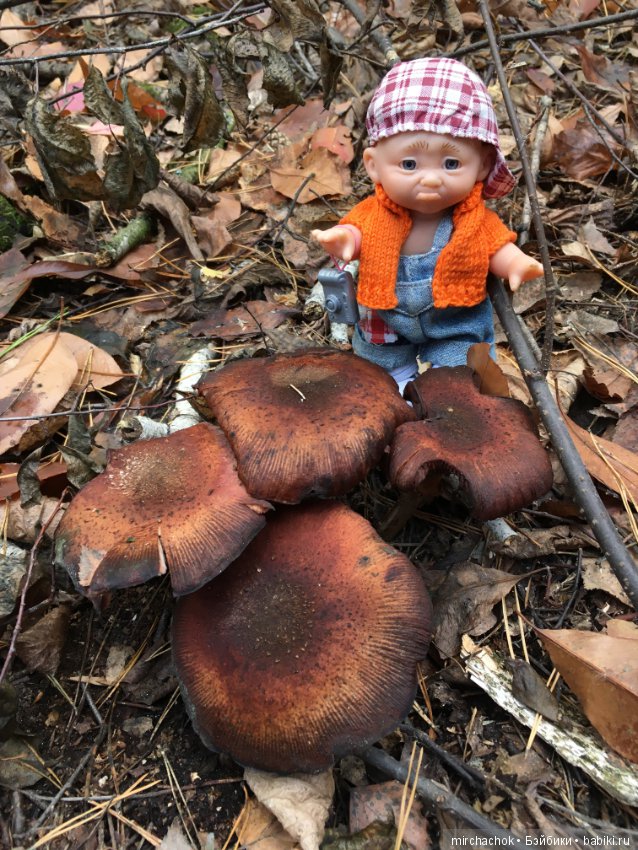 Ноябрьский тёплый день в лесу (фото 8)