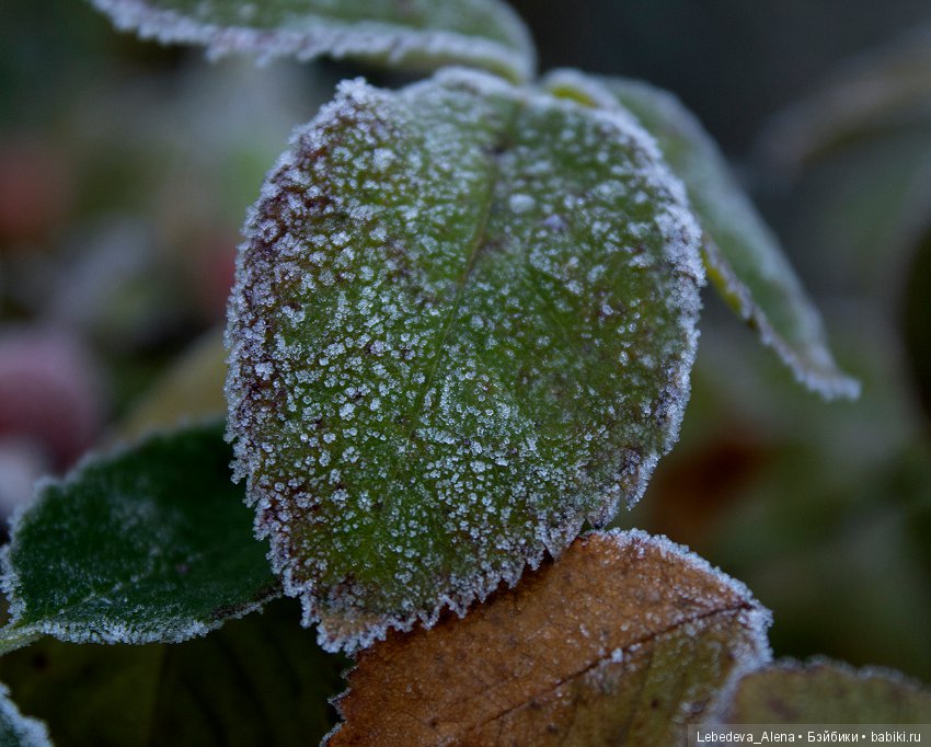 Яша и первые заморозки — Куклы Fairyland (ФэйриЛэнд): BJD (БЖД) (фото 2)