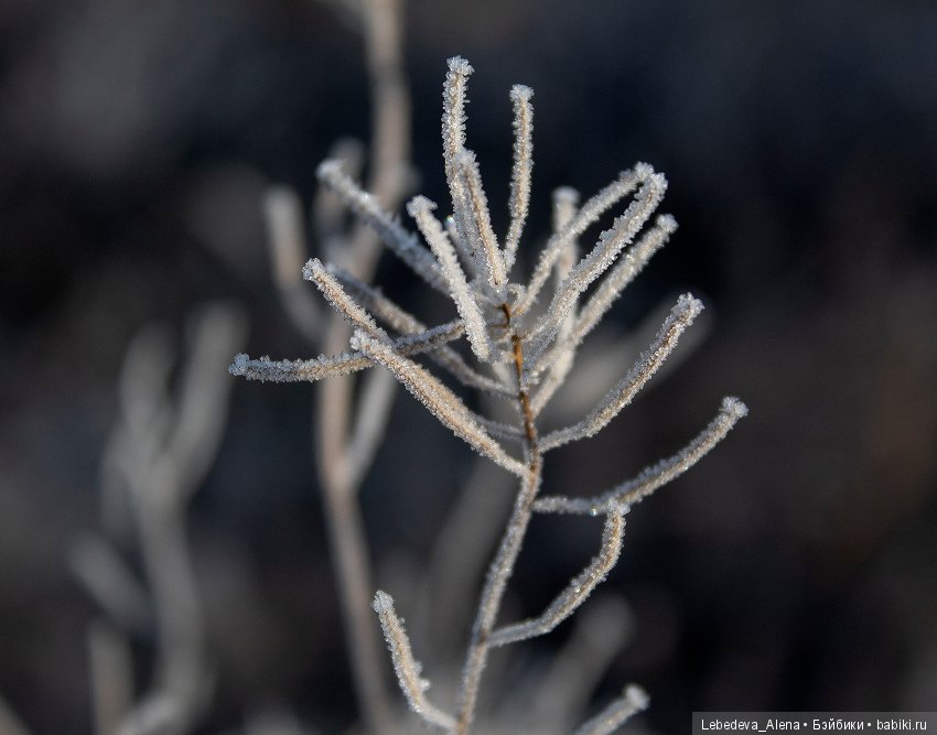 Яша и первые заморозки — Куклы Fairyland (ФэйриЛэнд): BJD (БЖД) (фото 5)