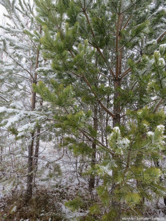 Зимняя сказка — Болталка и разговоры обо всем: жизнь