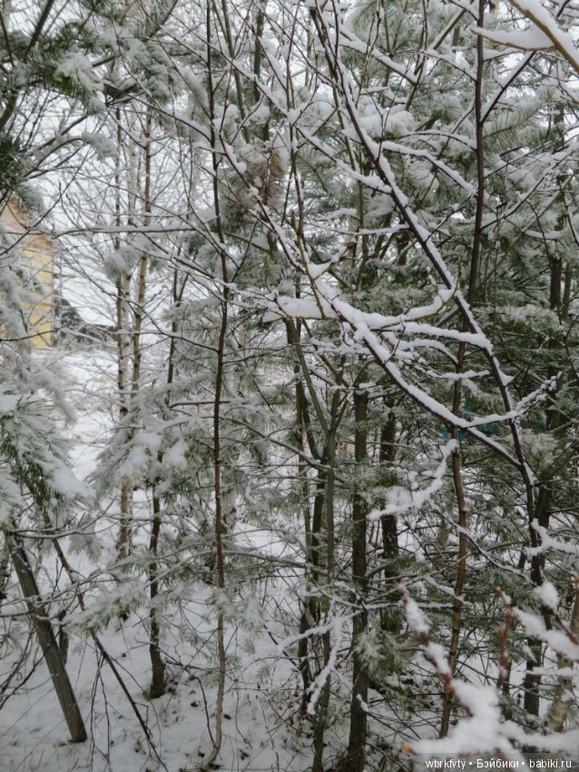 Зимняя сказка — Болталка и разговоры обо всем: жизнь
