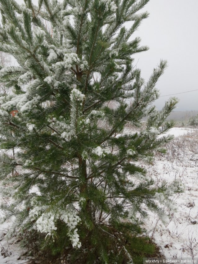 Зимняя сказка — Болталка и разговоры обо всем: жизнь