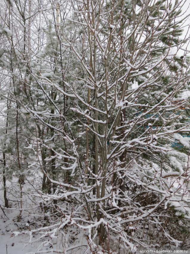 Зимняя сказка — Болталка и разговоры обо всем: жизнь