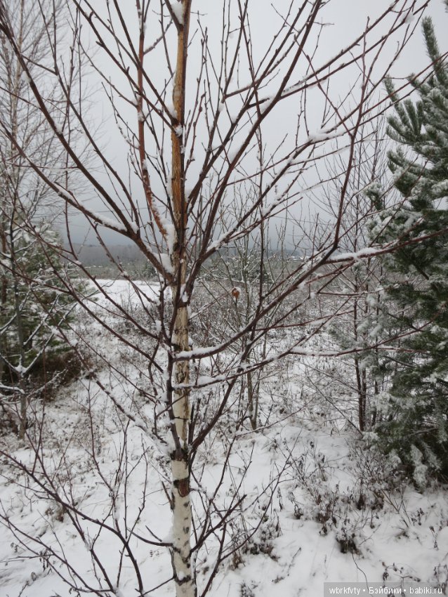 Зимняя сказка — Болталка и разговоры обо всем: жизнь