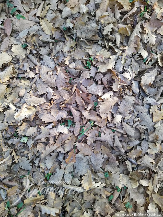 Осенняя прогулка на гору Собер-Баш