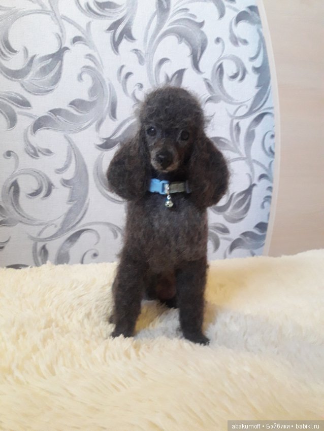 Собачки из шерсти — Валяные игрушки из шерсти: сухое валяние (фото 2)