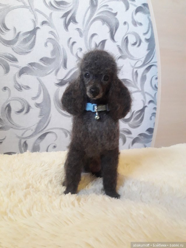 Собачки из шерсти — Валяные игрушки из шерсти: сухое валяние (фото 6)