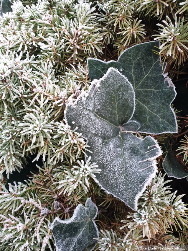 Мои новенькие и предновогодний Грац