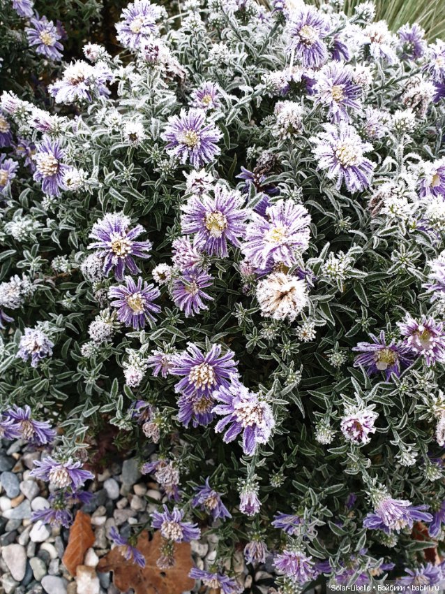 Мои новенькие и предновогодний Грац