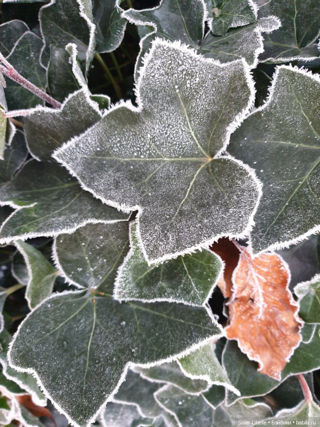 Мои новенькие и предновогодний Грац