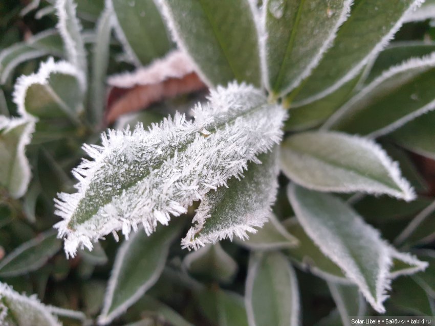 Мои новенькие и предновогодний Грац (фото 10)