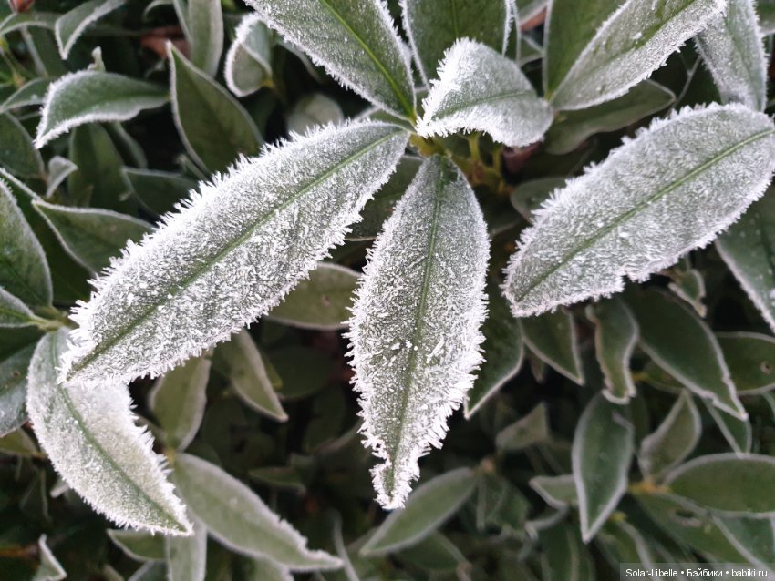Мои новенькие и предновогодний Грац (фото 9)