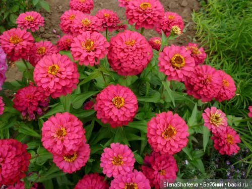 И еще немного о цветах — Красивая природа и цветы: фото пейзажей (фото 3)