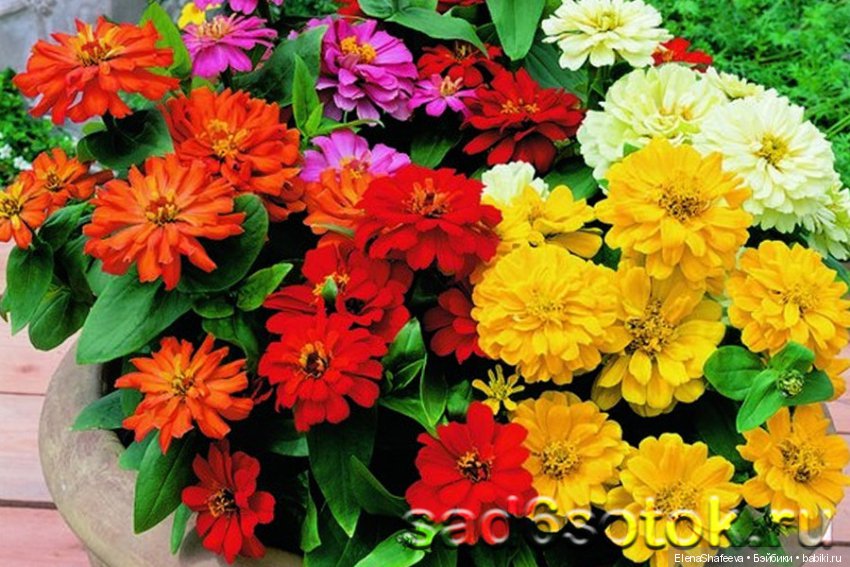 И еще немного о цветах — Красивая природа и цветы: фото пейзажей (фото 4)