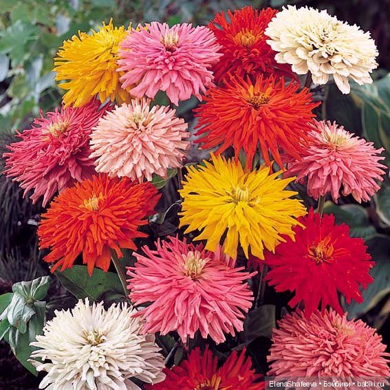 И еще немного о цветах — Красивая природа и цветы: фото пейзажей (фото 5)