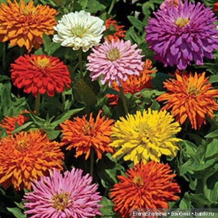 И еще немного о цветах — Красивая природа и цветы: фото пейзажей (фото 6)