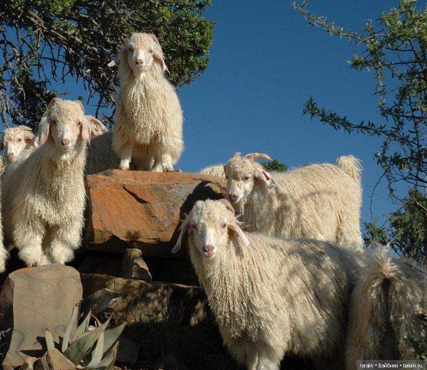 Плетём коски, делаем причёски