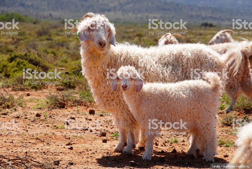 Плетём коски, делаем причёски