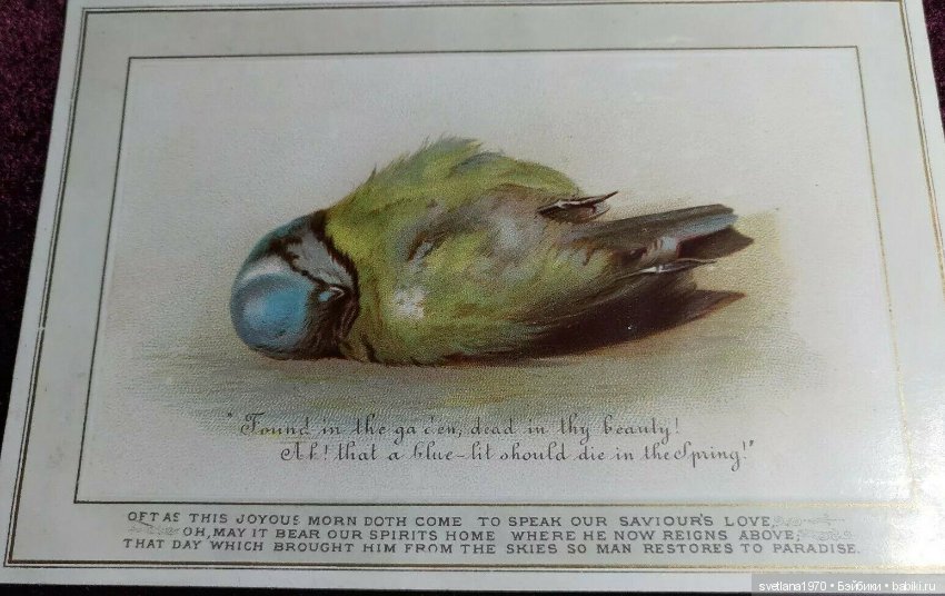 Не совсем живые птички тоже передают поздравления (фото 3)