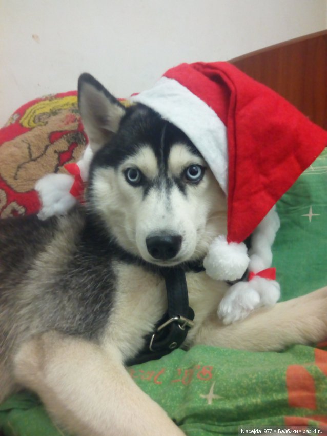 С наступающим Новым годом всех жителей любимых Бейбиков