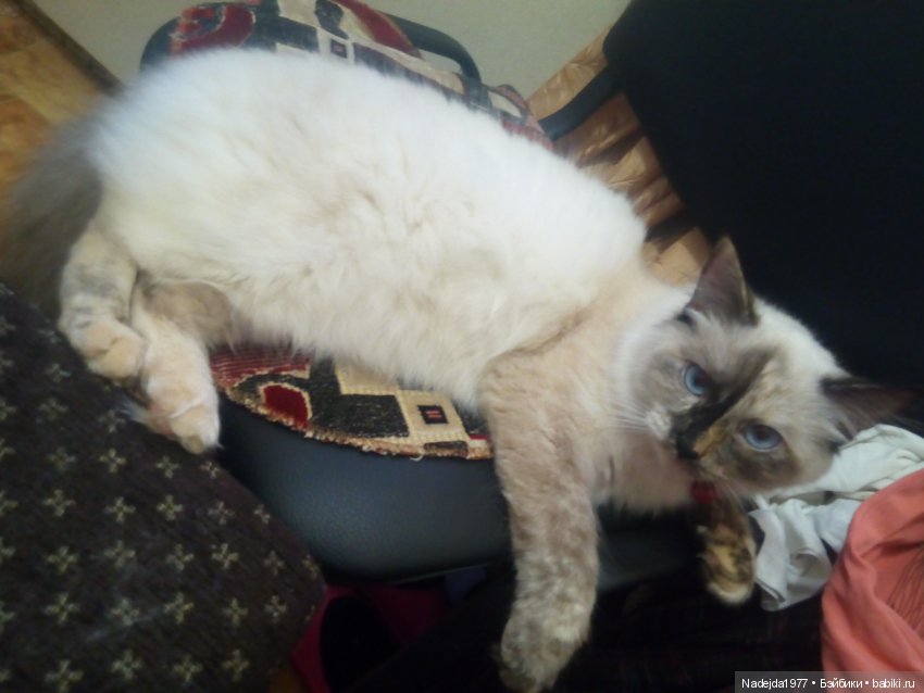 С наступающим Новым годом всех жителей любимых Бейбиков