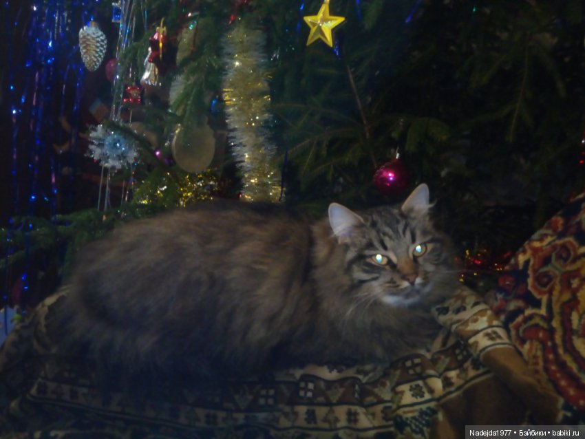 С наступающим Новым годом всех жителей любимых Бейбиков