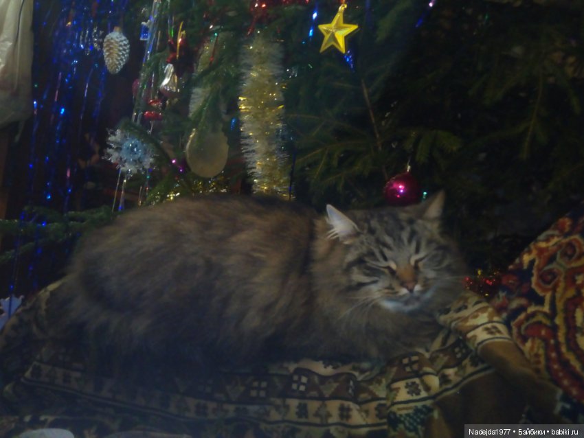 С наступающим Новым годом всех жителей любимых Бейбиков