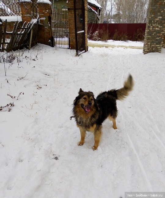 Прогулка с Хантером (ЭАХ) в парке (фото 7)