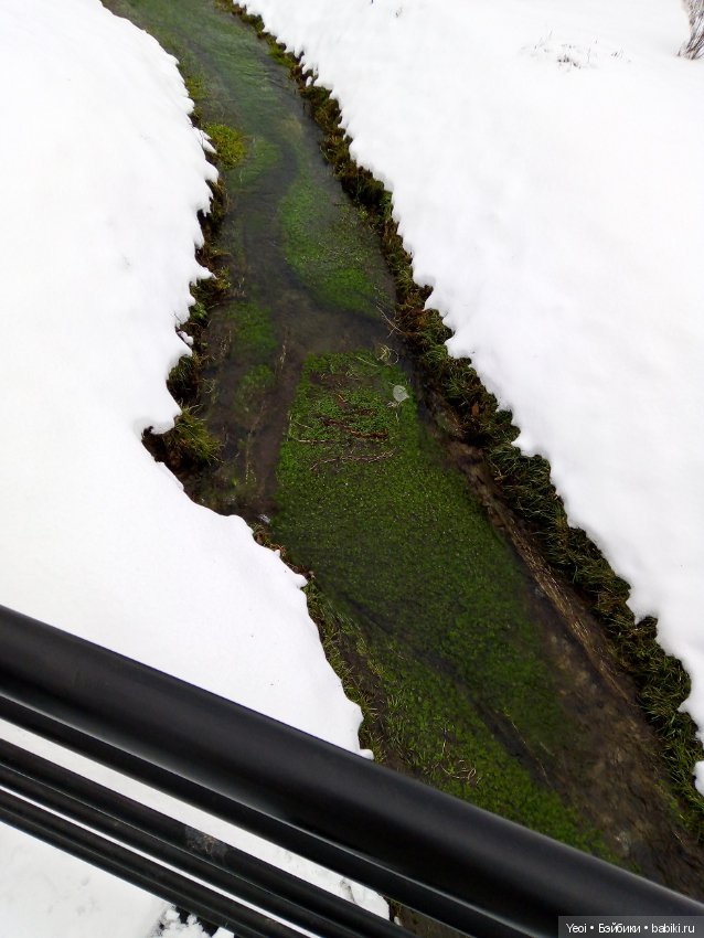 Прогулка с Хантером (ЭАХ) в парке