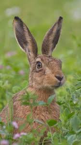 Неторопливый заяц — Болталка и разговоры обо всем: жизнь