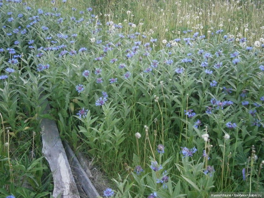 Воспоминания, часть 3. "Лето, туманка" (фото 5)